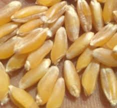 Bansi Wheat